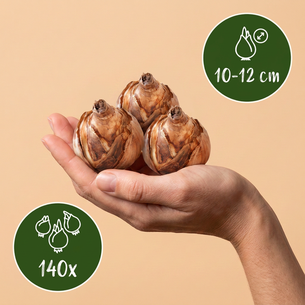 Blumenzwiebel-Set „Sonnengarten" – Sommerblüher für sonnige Lagen – Ansicht 3