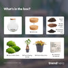 Flaschengarten-Set „Teddy Bonsai" – DIY-Kit mit Bonsai und Beleuchtung