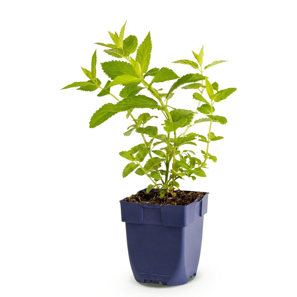 Katzenminze ‚Wild Orchid' – Nepeta sibirica – Ansicht 2
