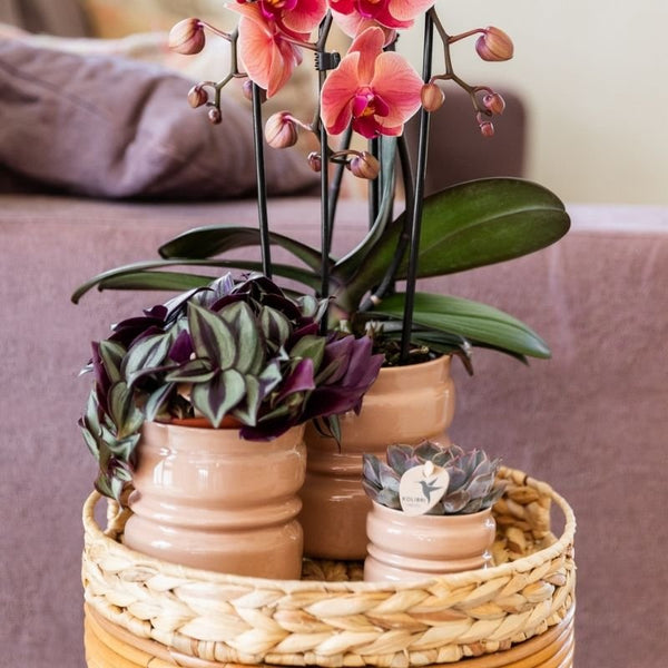 Echeveria ‚Summer' – Ansicht 5