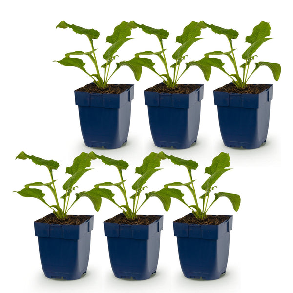 Sonnenhut Tricolour-Mix – Echinacea – Ansicht 2