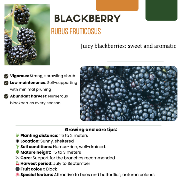 Obstpflanzen-Set „Früchte-Party" – 3 verschiedene BIO-Obstpflanzen – Ansicht 3