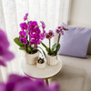 Schmetterlingsorchidee ‚Niagara Fall Free Ride' – Phalaenopsis – Ansicht 5
