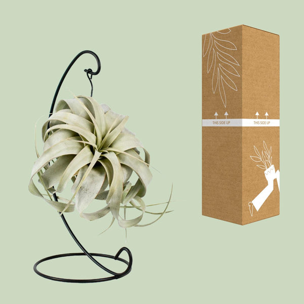 Tillandsie – Tillandsia xerographica – Ansicht 3