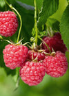 Himbeere ‚Malling Promise' – Rubus idaeus
