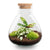 Flaschengarten-Set „Sammie" – DIY-Terrarium mit Calathea