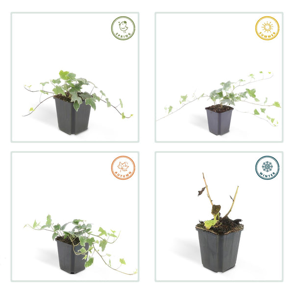 Efeu ‚Glacier' – Hedera helix – Ansicht 4