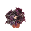 Zebrakraut – Tradescantia zebrina