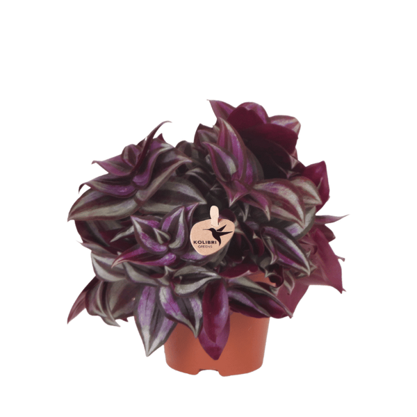 Zebrakraut – Tradescantia zebrina