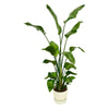 Baumstrelitzie – Strelitzia nicolai