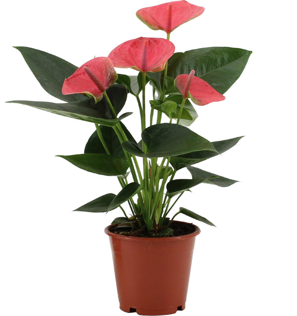 Flamingoblume ‚Sweet Dream' – Anthurium andraeanum – Ø 12 cm · 36 cm