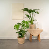 Zimmerpflanzen-Set „Strelitzie & Monstera" – Strelitzia nicolai und Monstera deliciosa mit Korb – Ansicht 2
