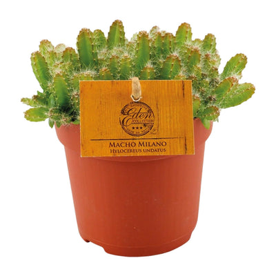 Drachenfrucht-Kaktus – Hylocereus undatus