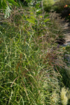 Chinaschilf ‚Strictus' – Miscanthus sinensis – Ansicht 6