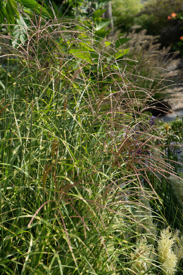 Chinaschilf ‚Strictus' – Miscanthus sinensis – Ansicht 6