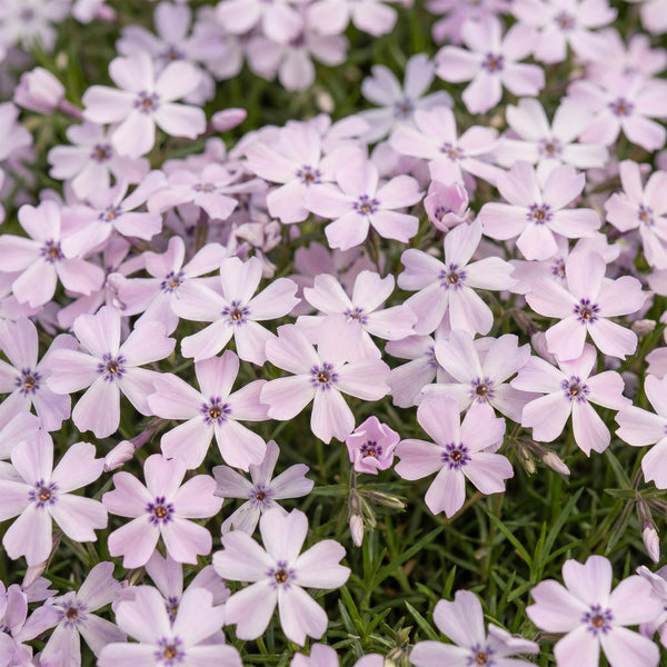 Polster-Phlox ‚Benita' – Phlox subulata – Ansicht 5