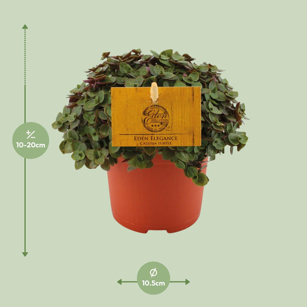 Schildkrötenpflanze ‚Turtle' – Callisia repens – Ansicht 7