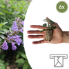 Katzenminze – Nepeta