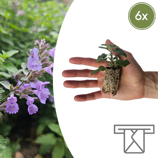 Katzenminze – Nepeta