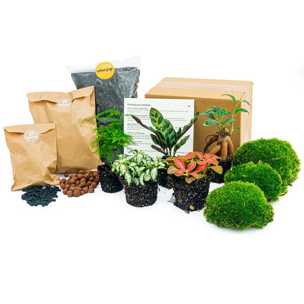 Terrarium-Set „5 Pflanzen