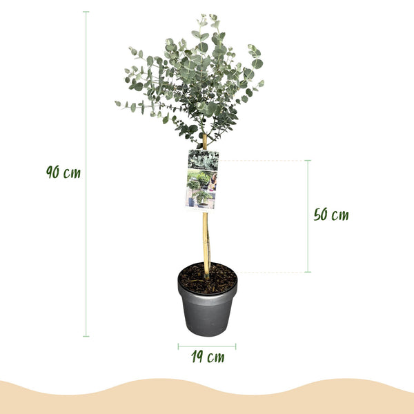 Eukalyptus-Stämmchen ‚Azura' – Eucalyptus gunnii – Ansicht 3