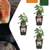 Feigenbaum – Ficus carica – 3 Stück