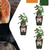 Feigenbaum – Ficus carica – 3 Stück