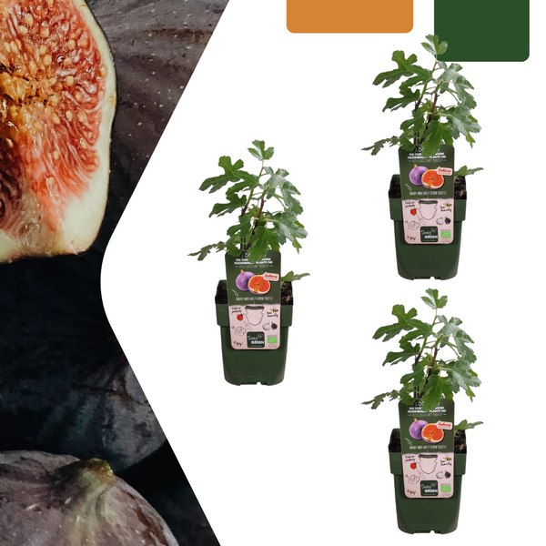 Feigenbaum – Ficus carica – 3 Stück