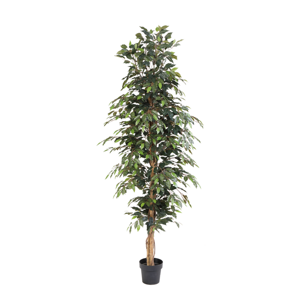 Kunstpflanze Birkenfeige (Ficus benjamina)