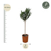 Oleander – Nerium oleander – Ansicht 2