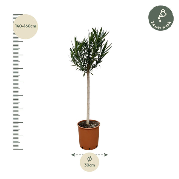 Oleander – Nerium oleander – Ansicht 2