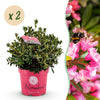 Zwerg-Rhododendron ‚Bloombux Magenta' – Rhododendron