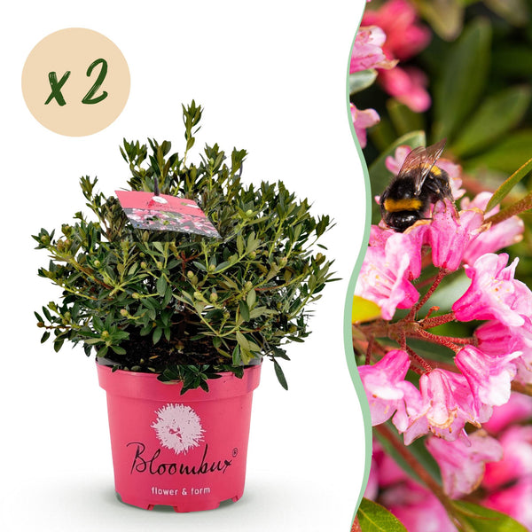 Zwerg-Rhododendron ‚Bloombux Magenta' – Rhododendron