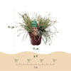 Japan-Segge ‚Everest' – Carex oshimensis – Ansicht 3