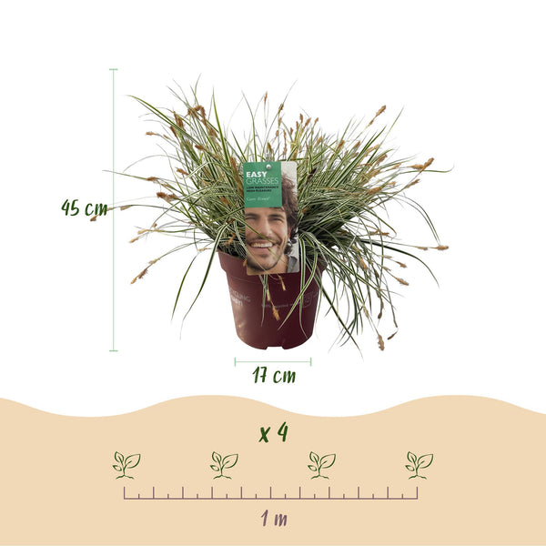 Japan-Segge ‚Everest' – Carex oshimensis – Ansicht 3