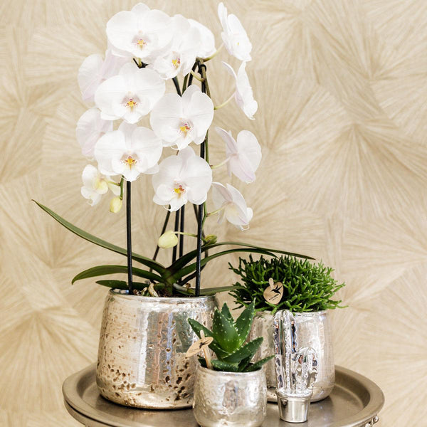 Schmetterlingsorchidee ‚Niagara Fall White' – Phalaenopsis – Ansicht 11