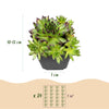 Hauswurz ‚Big Sam' – Sempervivum – Ansicht 2
