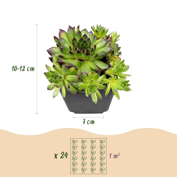 Hauswurz ‚Big Sam' – Sempervivum – Ansicht 2