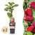 Loganbeere ‚Thornless' – Rubus loganobaccus