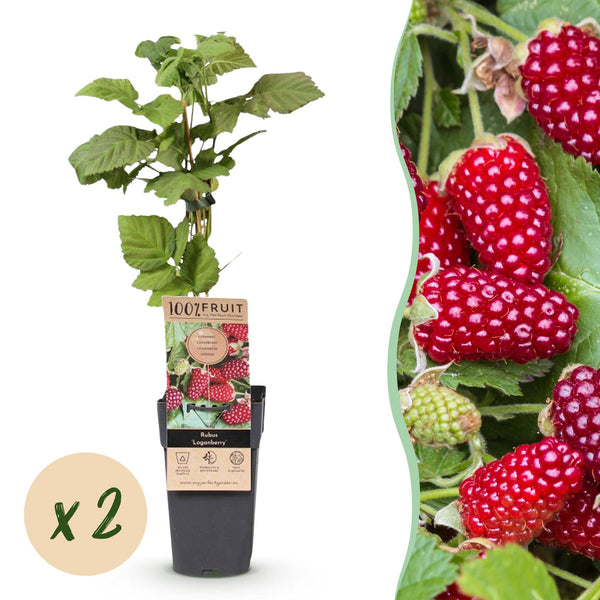 Loganbeere ‚Thornless' – Rubus loganobaccus