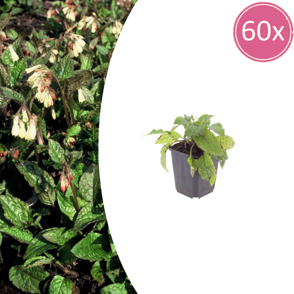 Kaukasus-Beinwell – Symphytum grandiflorum