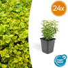 Kriechspindel ‚Emerald 'n Gold' – Euonymus fortunei
