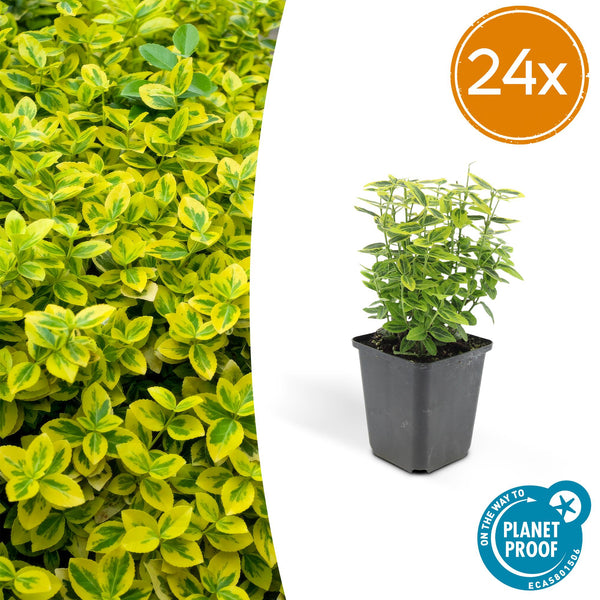 Kriechspindel ‚Emerald 'n Gold' – Euonymus fortunei