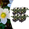 Christrose ‚Christmas Carol' – Helleborus niger