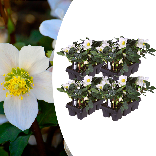 Christrose ‚Christmas Carol' – Helleborus niger
