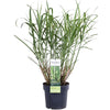 Chinaschilf ‚Strictus' – Miscanthus sinensis – Ø 19 cm · 50 cm