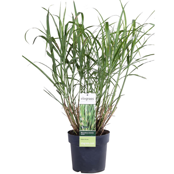 Chinaschilf ‚Strictus' – Miscanthus sinensis – Ø 19 cm · 50 cm