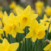 Narzisse ‚February Gold' – Narcissus