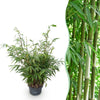 Schirmbambus ‚Pingwu' – Fargesia robusta