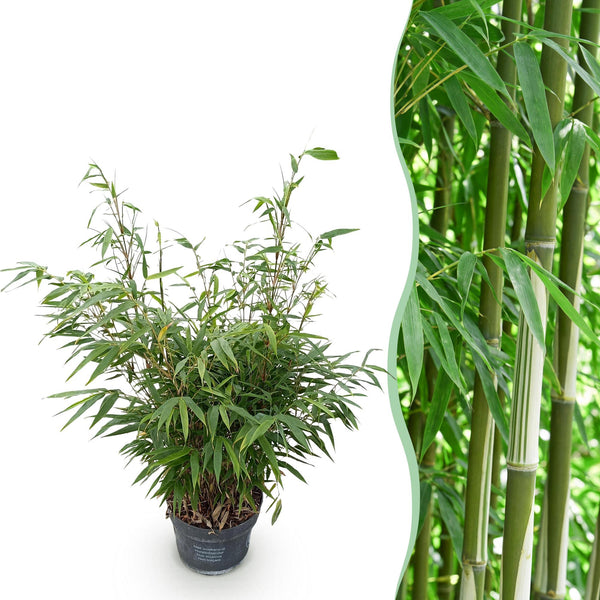 Schirmbambus ‚Pingwu' – Fargesia robusta